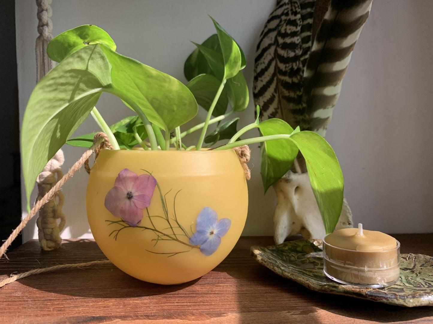 Hydrangea HoneyBaby