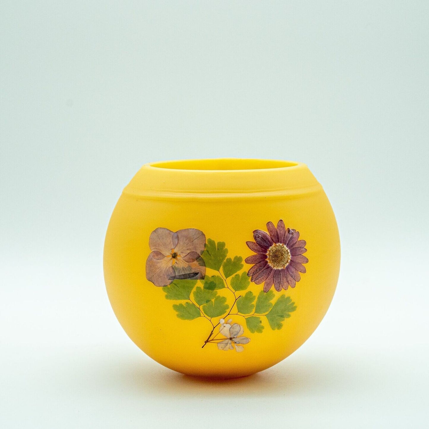 English Daisy